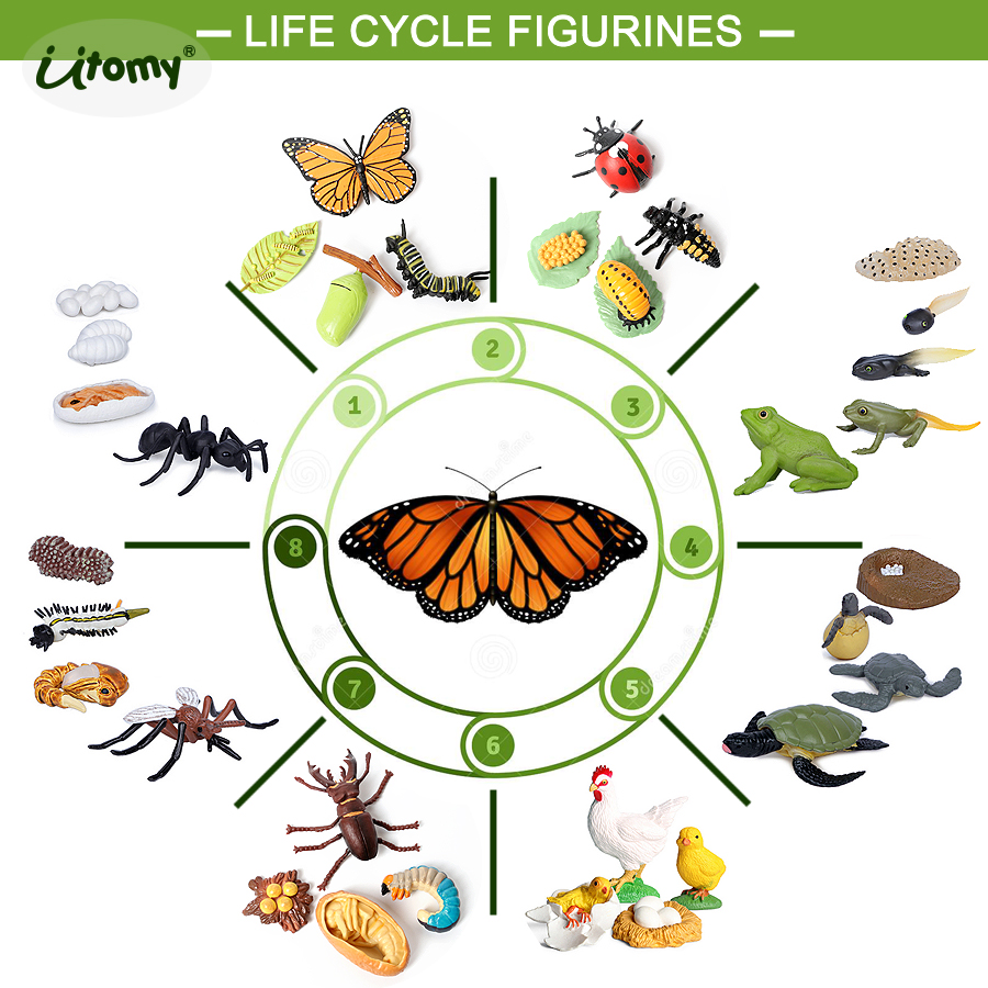 Kids Toys Reviews - Figurines du cycle de vie des
